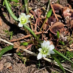 Nevada lewisia thumbnail 3