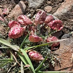 balloon milkvetch thumbnail 3