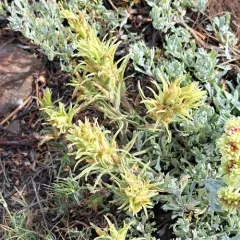 Pale Wallowa paintbrush thumbnail 3