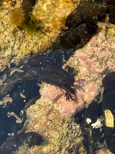 Tiny Black Sea Cucumber