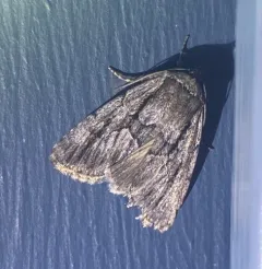 Sympistis fifia thumbnail 3