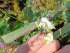 Lily Weevil thumbnail 3