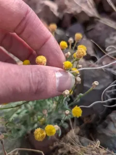 rayless shaggy fleabane thumbnail 3