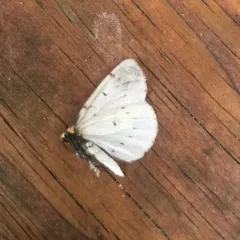 Chain-dotted Geometer thumbnail 3