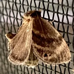 Elegant Tailed Slug Moth thumbnail 3