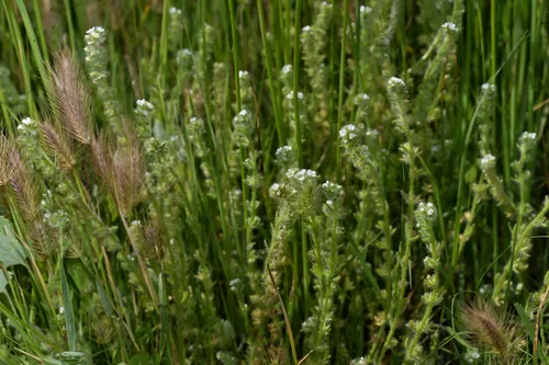 desert popcornflower