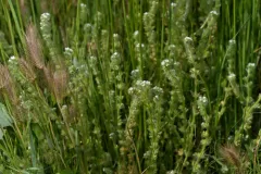 desert popcornflower thumbnail 1