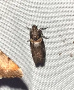 Salebriaria tenebrosella thumbnail 4