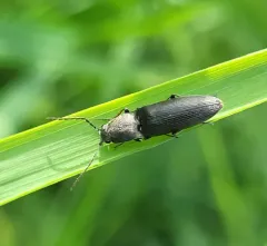 Black-footed Click Beetle thumbnail 3