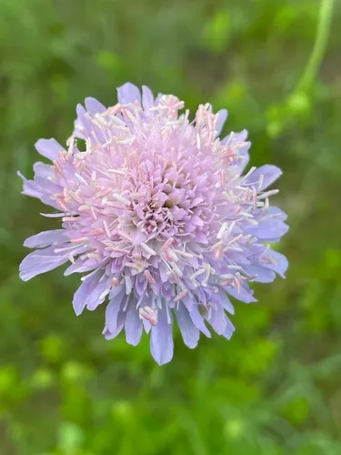 Sweet scabious