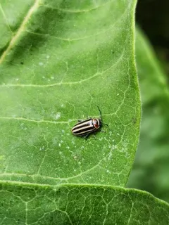 Disonycha uniguttata thumbnail 4