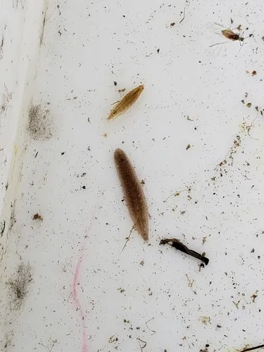 Helobdella modesta