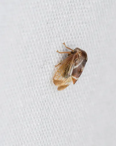 Cyrtolobus fuscipennis