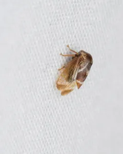 Cyrtolobus fuscipennis thumbnail 1