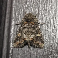 Otter Spiramater Moth thumbnail 4