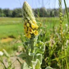 Dense-flowered Mullein thumbnail 3