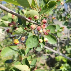 Running Serviceberry thumbnail 2