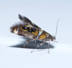 Shaler's Fabiola Moth thumbnail 4