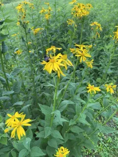 Yellow Crownbeard thumbnail 3