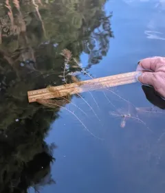 Alternate Water-milfoil thumbnail 3