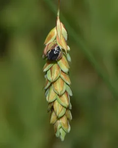 Anthracoidea limosa thumbnail 4