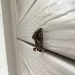 Soybean Looper Moth thumbnail 3