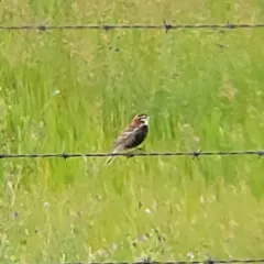Chestnut-collared Longspur thumbnail 4