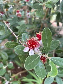 Feijoa thumbnail 1