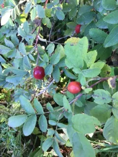 Sherard's Downy-rose thumbnail 1