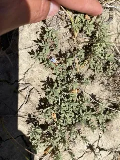 mat penstemon thumbnail 3