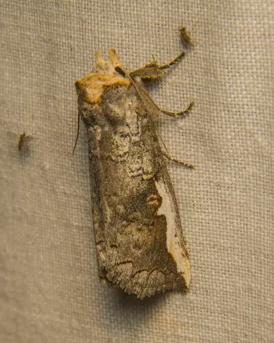 Red-humped Oakworm Moth