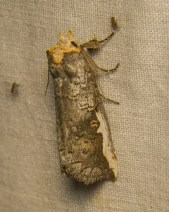 Red-humped Oakworm Moth thumbnail 1
