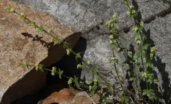 Castle Lake Bedstraw thumbnail 2