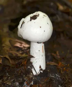 European Destroying Angel thumbnail 3