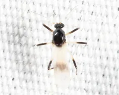 Probezzia albitibia thumbnail 2