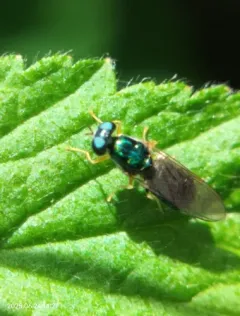 Cephalochrysa nigricornis thumbnail 4