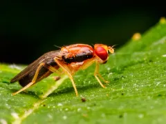 Chyliza apicalis thumbnail 3
