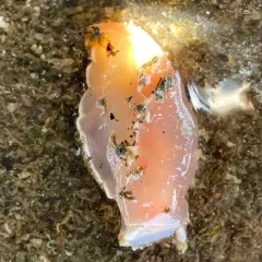 Pink Tritonid thumbnail 4