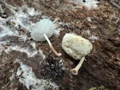 Baker's Shanklet thumbnail 1