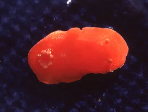 Red Aldisa