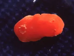 Red Aldisa thumbnail 1
