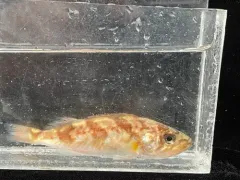 Chilipepper thumbnail 2