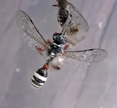 Mellinus rufinodus thumbnail 1