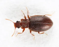 Square-nosed Fungus Beetle thumbnail 1