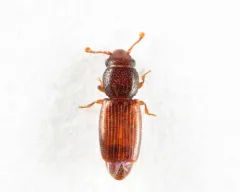 Bactridium ephippigerum thumbnail 2