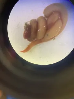 Hemipodia simplex thumbnail 2