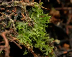Wright's filmy fern thumbnail 4