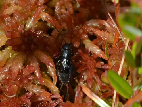 Sphagnum Ground Cricket