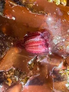 Manania distincta thumbnail 3