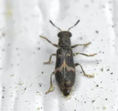 Madoniella dislocata thumbnail 1
